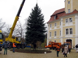 Der diesjährige Weihnachtsbaum wurde von einer Mitarbeiterin der Verwaltung gestiftet.
